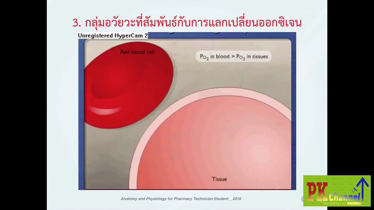 Anatomy-Complexity2_เทคนิค ปี 1 SCPHUB