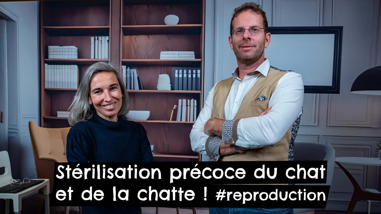 Stérilisation précoce du chat et de la chatte ! A quel âge faire stériliser son chat ?