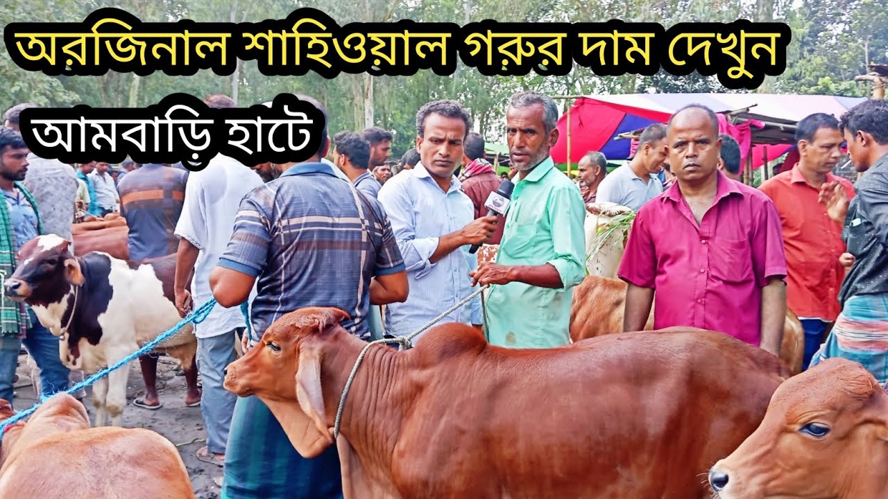 @২০/১০/২৫/ দিনাজপুর জেলার আমবাড়ি হাটে ভালো মানের শাহিওয়াল ষাঁড় বাছুর গরু কেমন দাম চাচ্ছে ব্যাপারীরা!