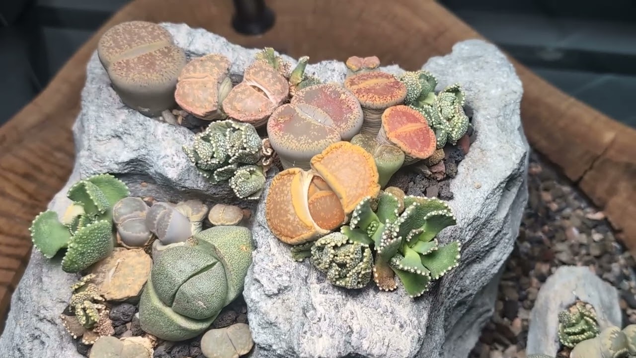 Living Rocks Planted in a Rock - Crazy Set Up!