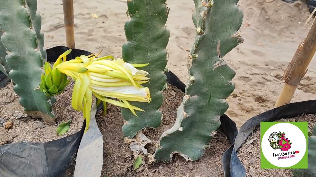 Cómo lograr mis primeras frutas de pitahaya en menos de un año??😱 Asesorías Tecnicas🐲 ELVIS CARRERA