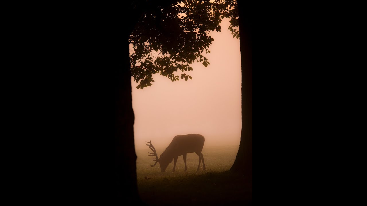 Is 6.5 creedmoor enough for an elk?
