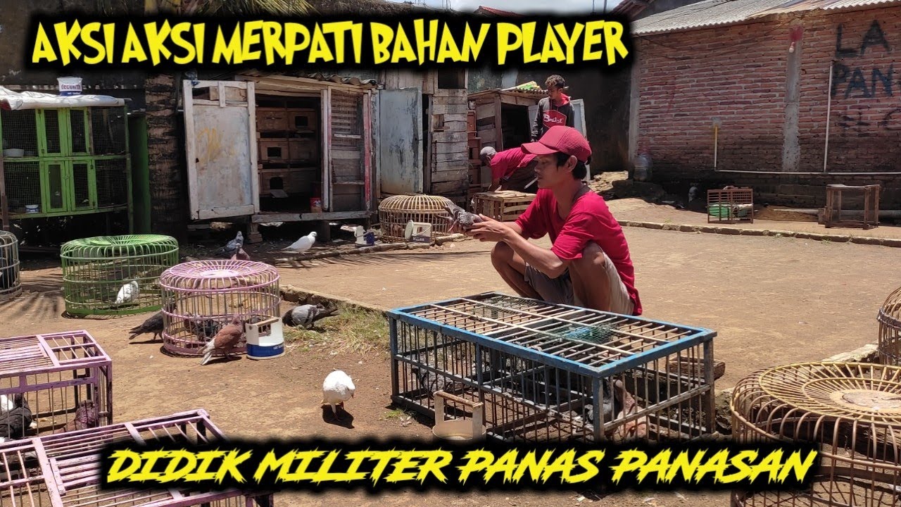 LATIHAN RUTIN MERPATI TOMPRANG TINGGI DI LAPAK PANCASONA