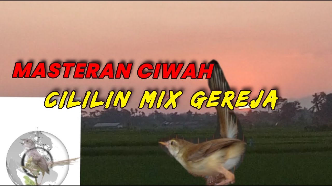 Masteran ciblek sawah materi cililin mix gereja