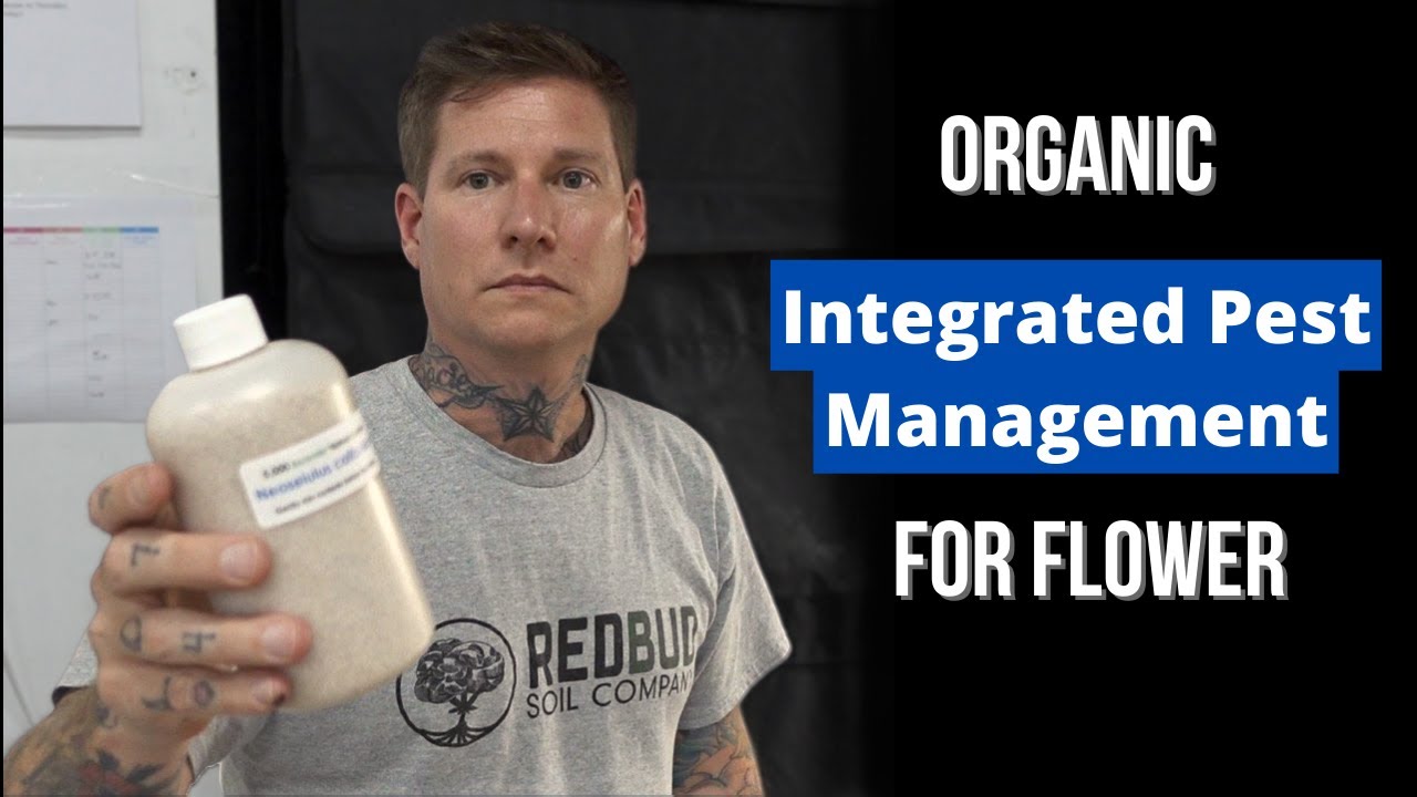 Organic Integrated Pest Management For Flower - Predator Insects For IPM