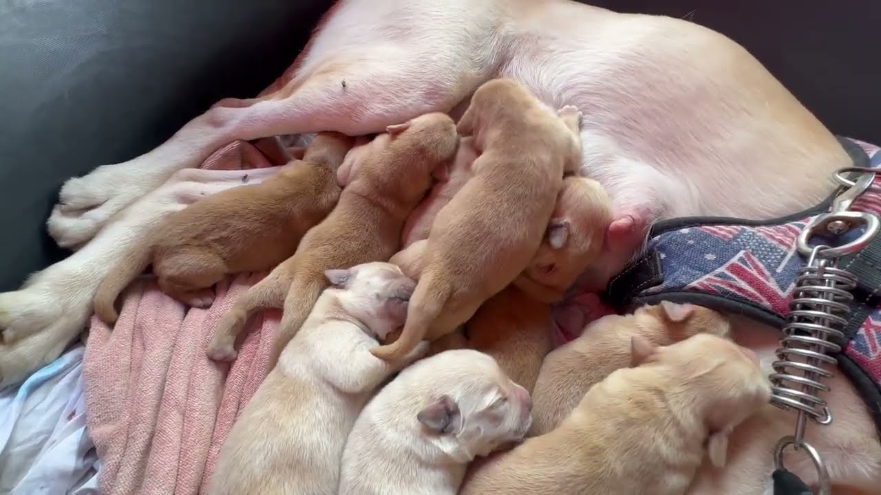 Poor Family Labrador 4 day Life
