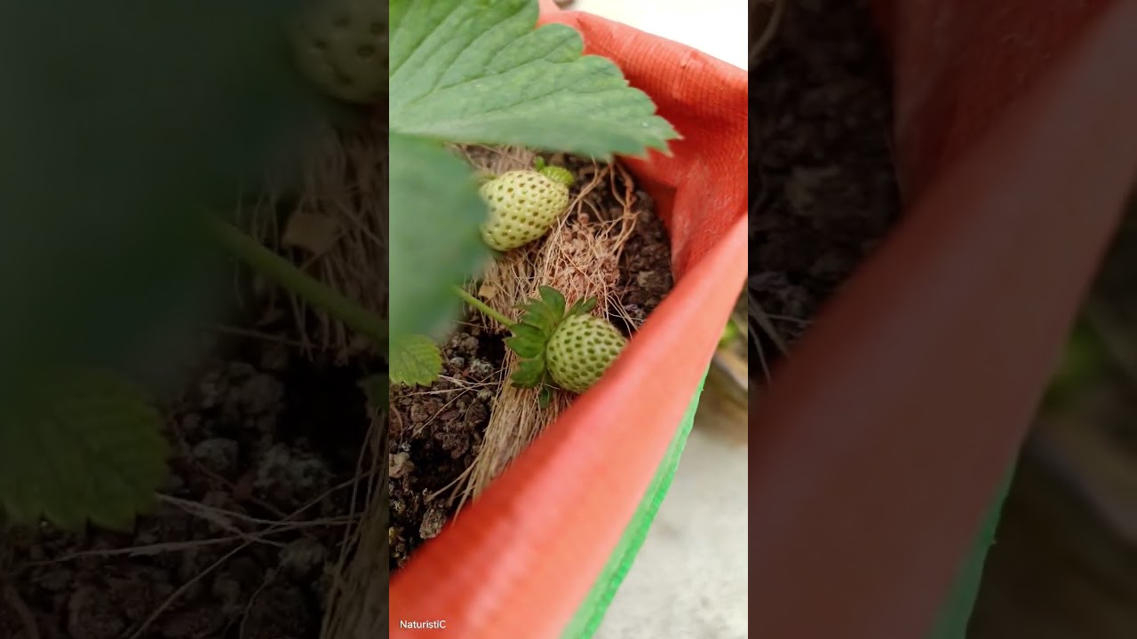 how beautiful is strawberry plants.nice sweet charlie variety grow with organic.keep planting.thanks