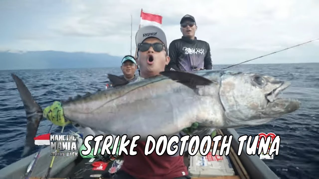 Menaklukkan Perlawanan Ikan Monster Perairan Nabire | MANCING MANIA STRIKE BACK (16/08/25) Part 1