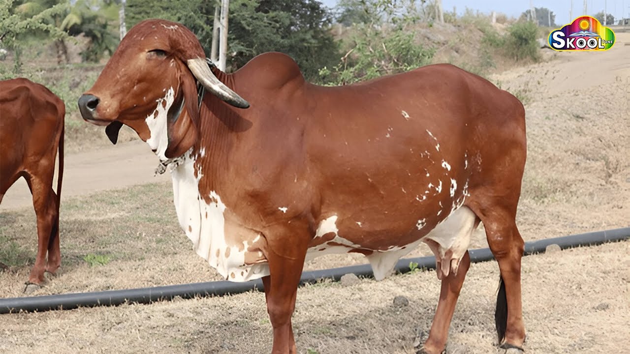 #cow | गाय हमारी गौ माता | #gaiyameriaatihai | Gaaye Hmaari Gou Mata | By Skool Tone