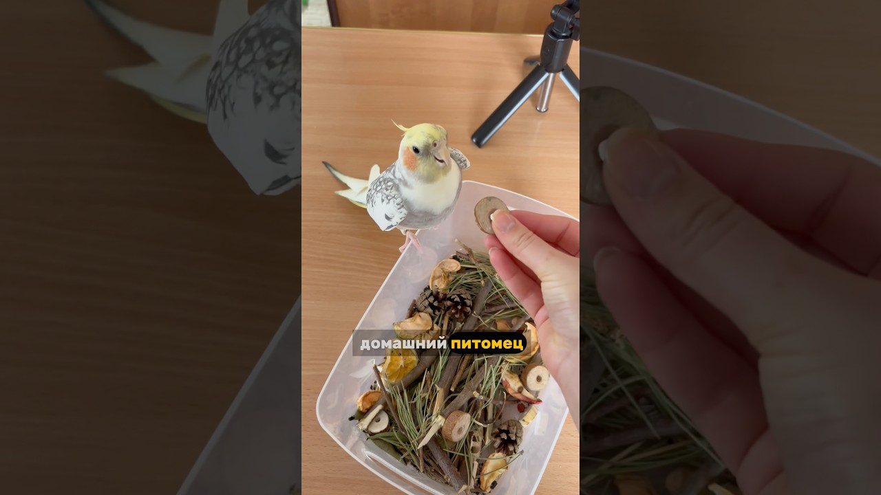 Говорящий попугай Корелла тиран 😨 #корелла #попугай #birds Корелла поёт