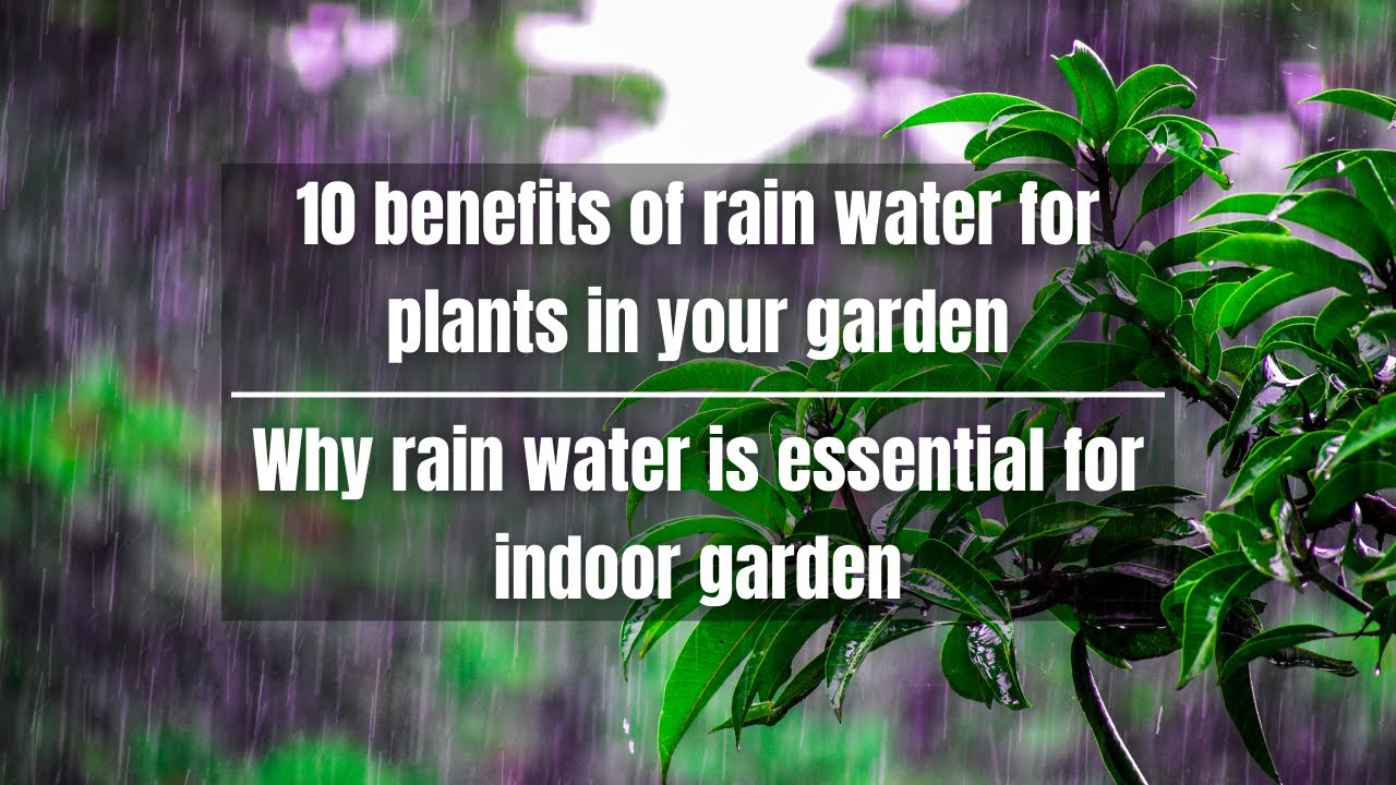10 benefits of rain water for plants in your garden | Why rain water is essential for indoor garden