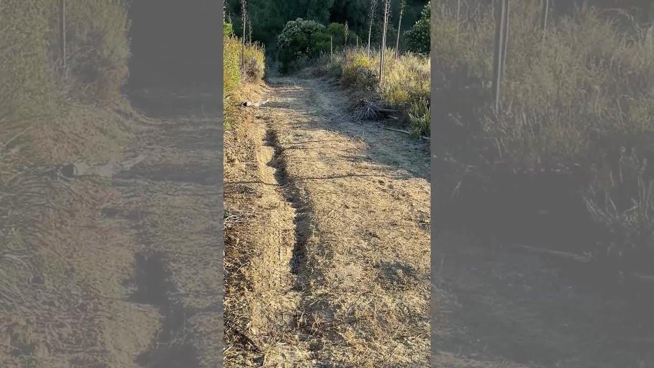 California man records extremely close encounter with mountain lion | Wild Animals SoCal