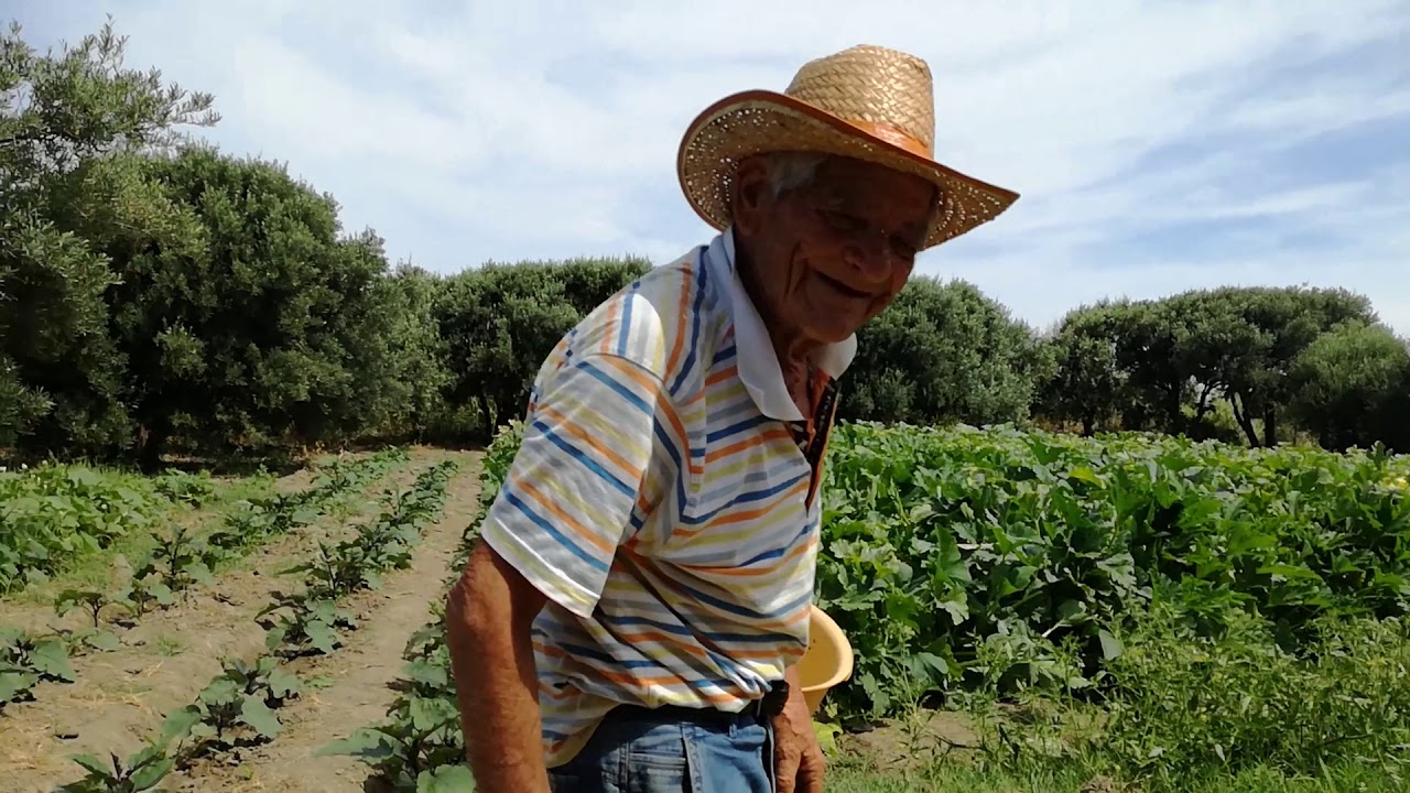 Ortaggi bio