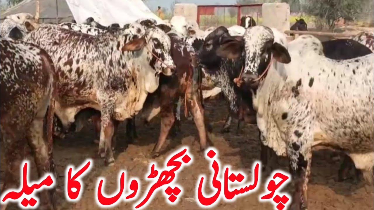 Pure Cholistani Bachre Qurbani 2026 Near Luddan And Bahawalpur Cow Mandi || Global Village Farming 