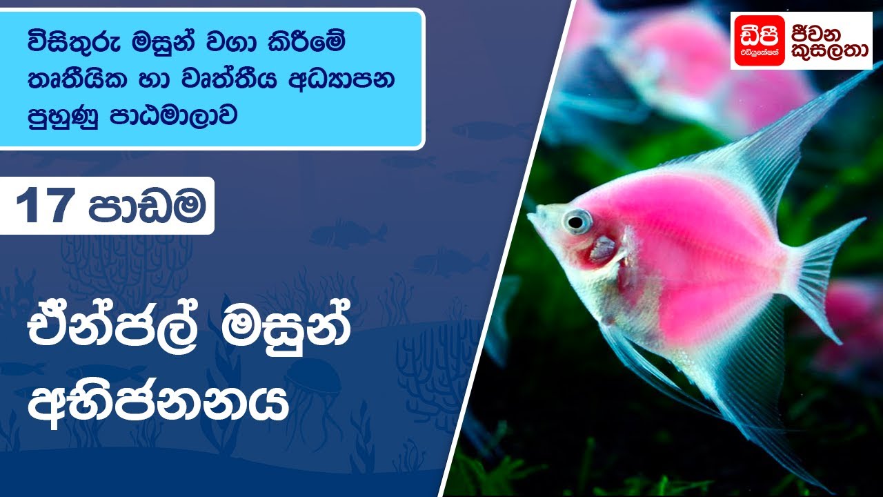 ඒන්ජල් මසුන් අභිජනනය