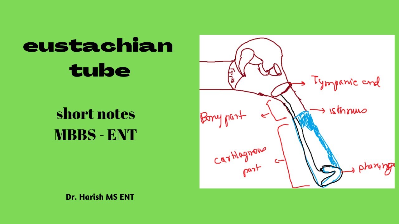 Eustachian tube | MBBS -ENT