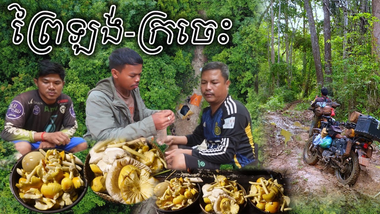 ENTER THE JUNGLE, SET UP A TENT, AND HAVE AN ADVENTURE IN THE DEEP FOREST.ចូលបោះតង់ផ្សងព្រេងព្រៃជ្រៅ