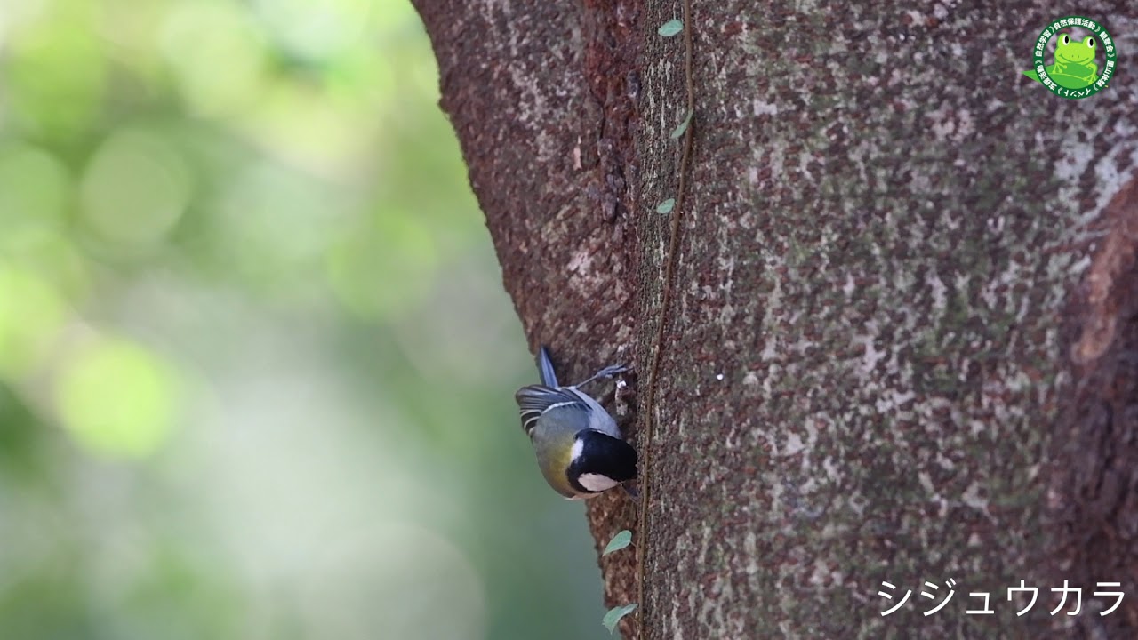【自然】冬の雑木林　見沼自然公園　野鳥観察