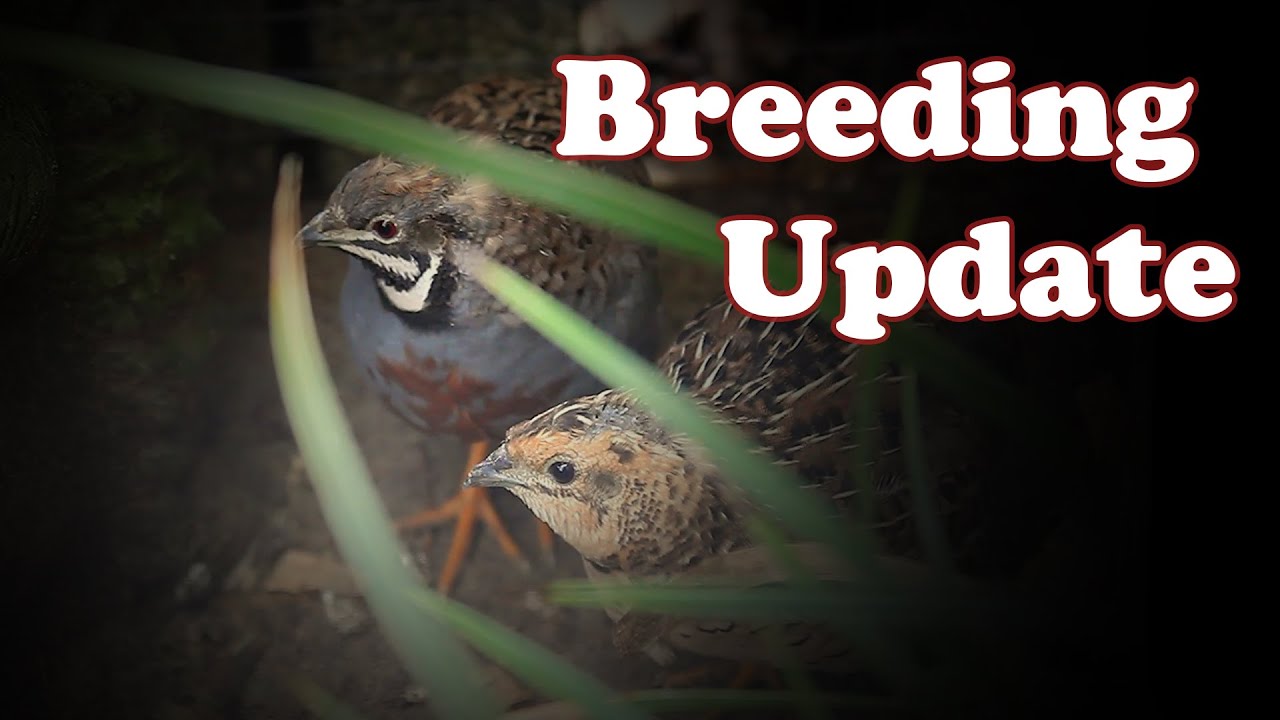 Update Bird Gallery, Breeding Quails, Parakeets and Finches