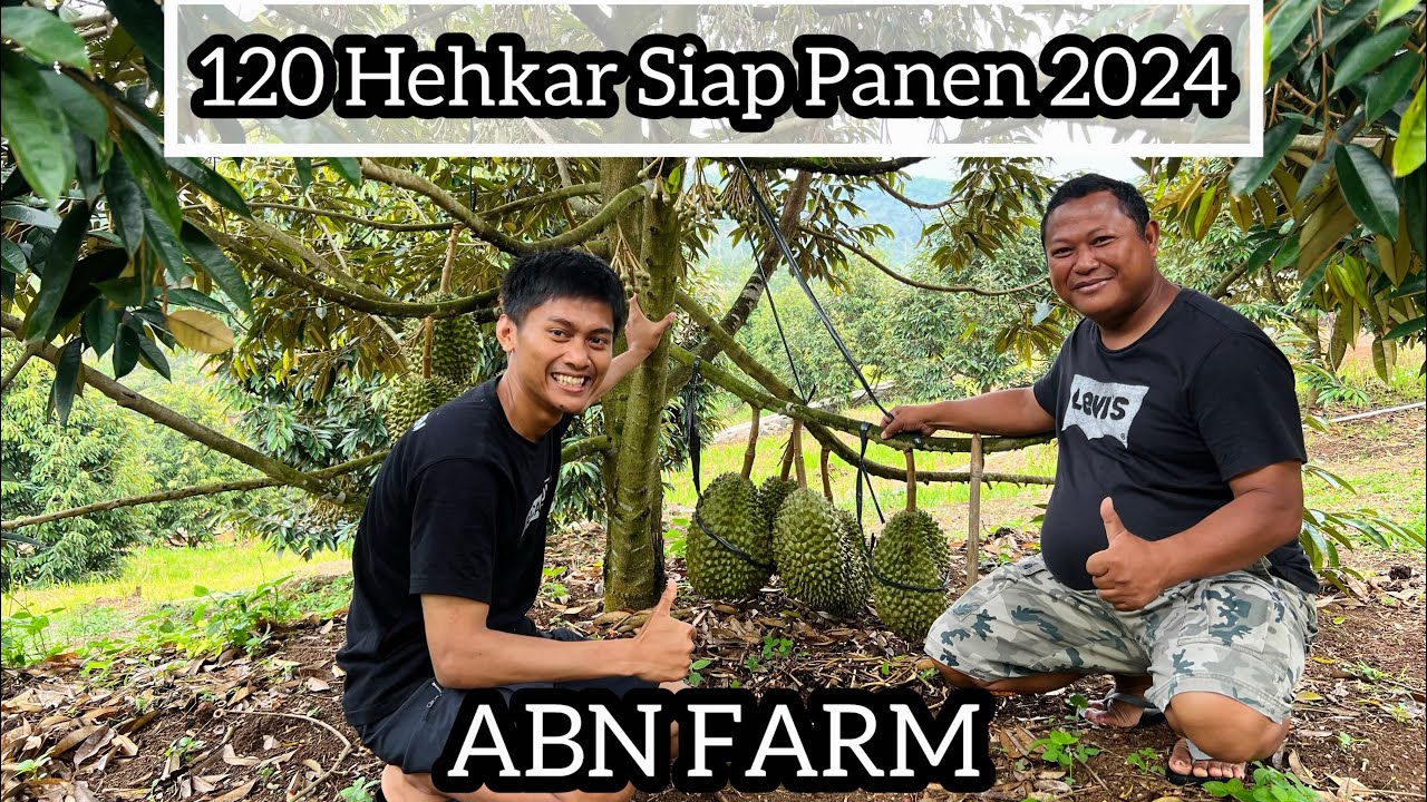 Kebun Durian ABN Farm Ciamis Siap Panen Raya 2024 | Luas 120 Hektar Lebih