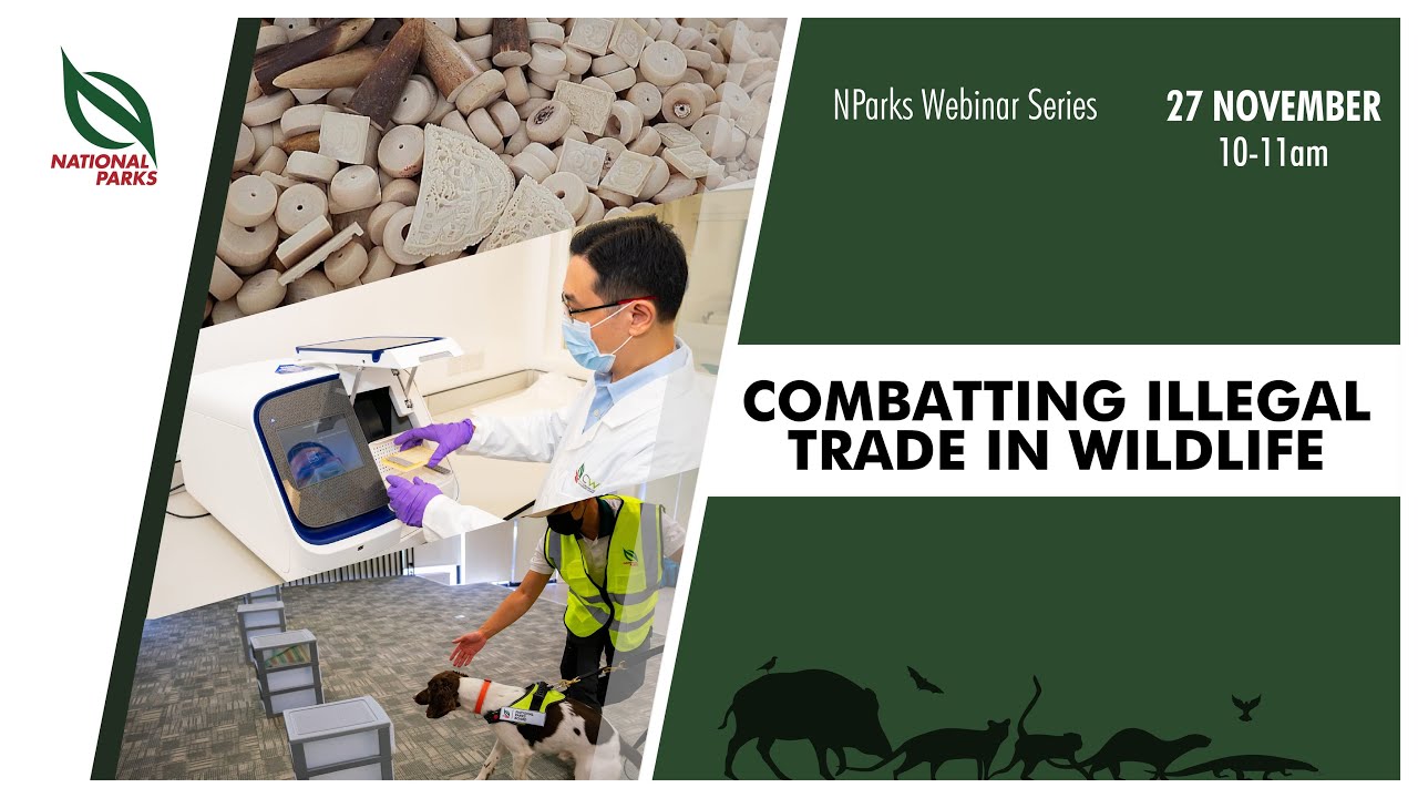 Combatting Illegal Trade in Wildlife | NParks Webinar Series