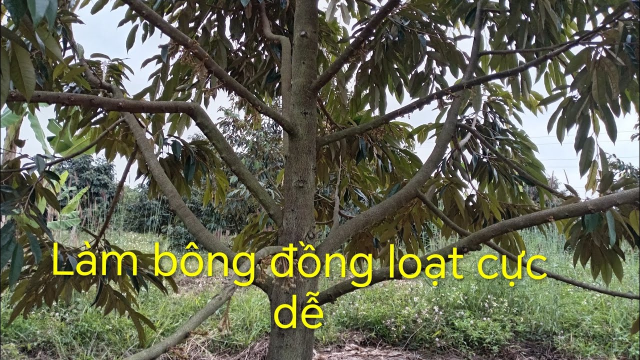 Cách làm bông sầu riêng đồng loạt và đều - Dễ chăm và dễ làm 