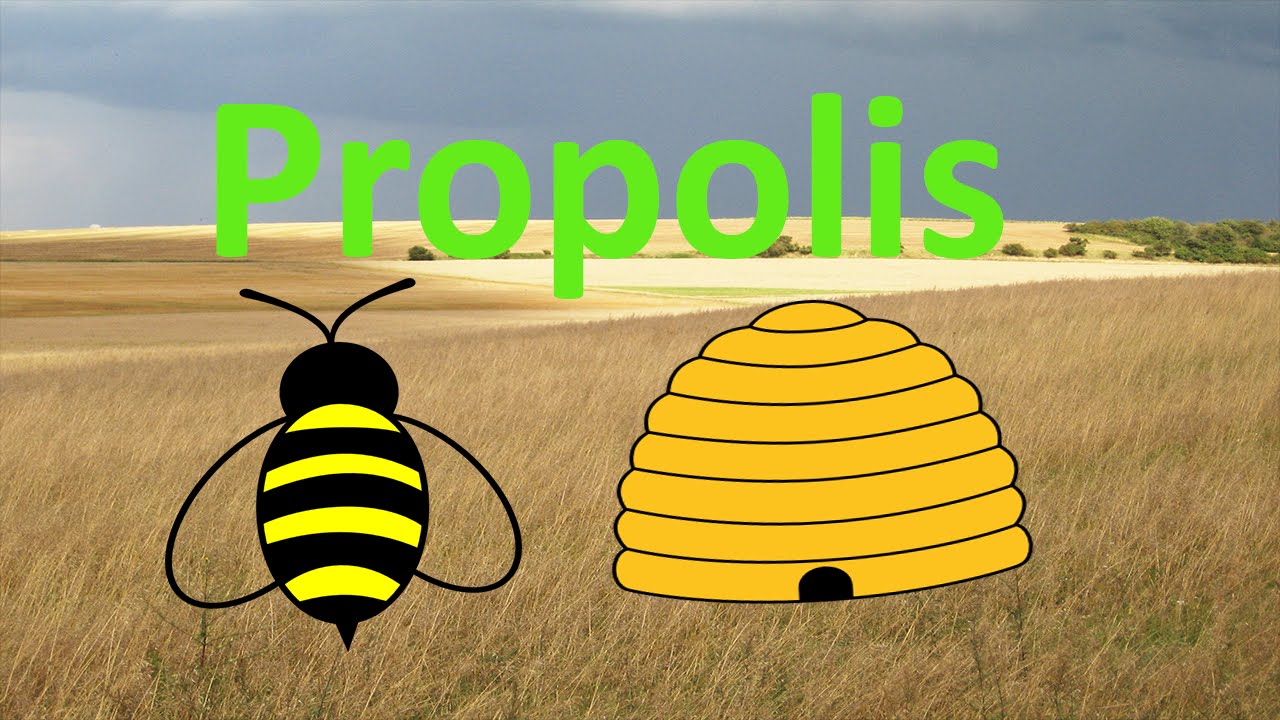 Propolis - kit pszczeli