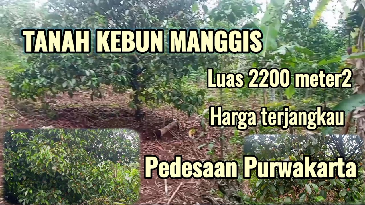 TERJUAL// TANAH KEBUN MANGGIS 2200 METER2  DIPEDESAAN PURWAKARTA