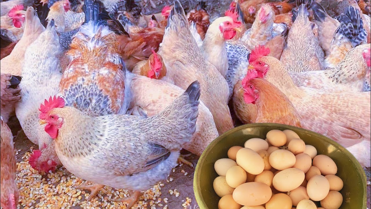 Raising Organic Egg Laying Chickens - Everything You Need to Know ?