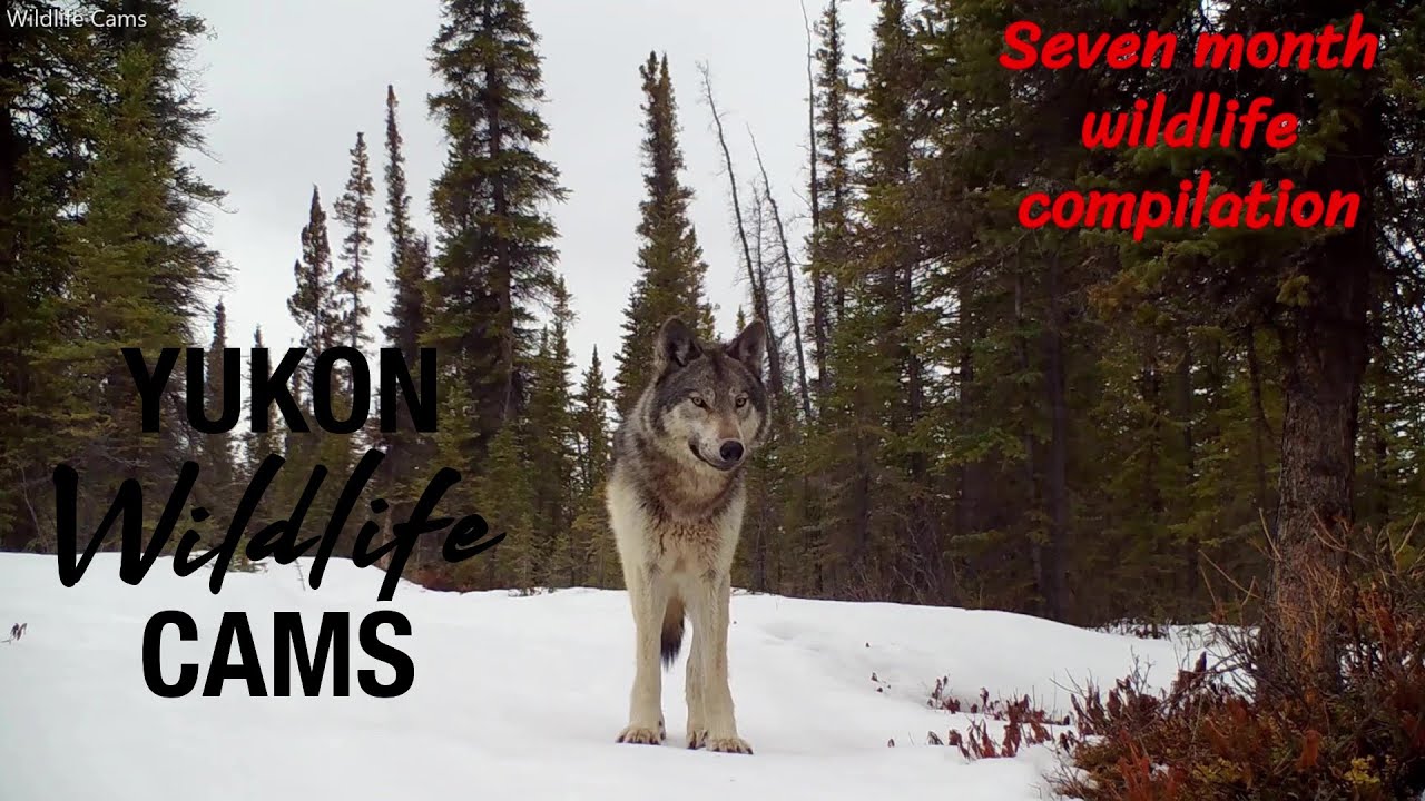 7 months of 7 species on a Yukon trail camera