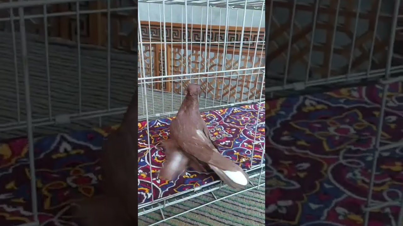 #pigeon #shortsvideo #golekabootar #golubi #kabootar #kabutarbazlarki #kabutar #pigeonlover #kapkan