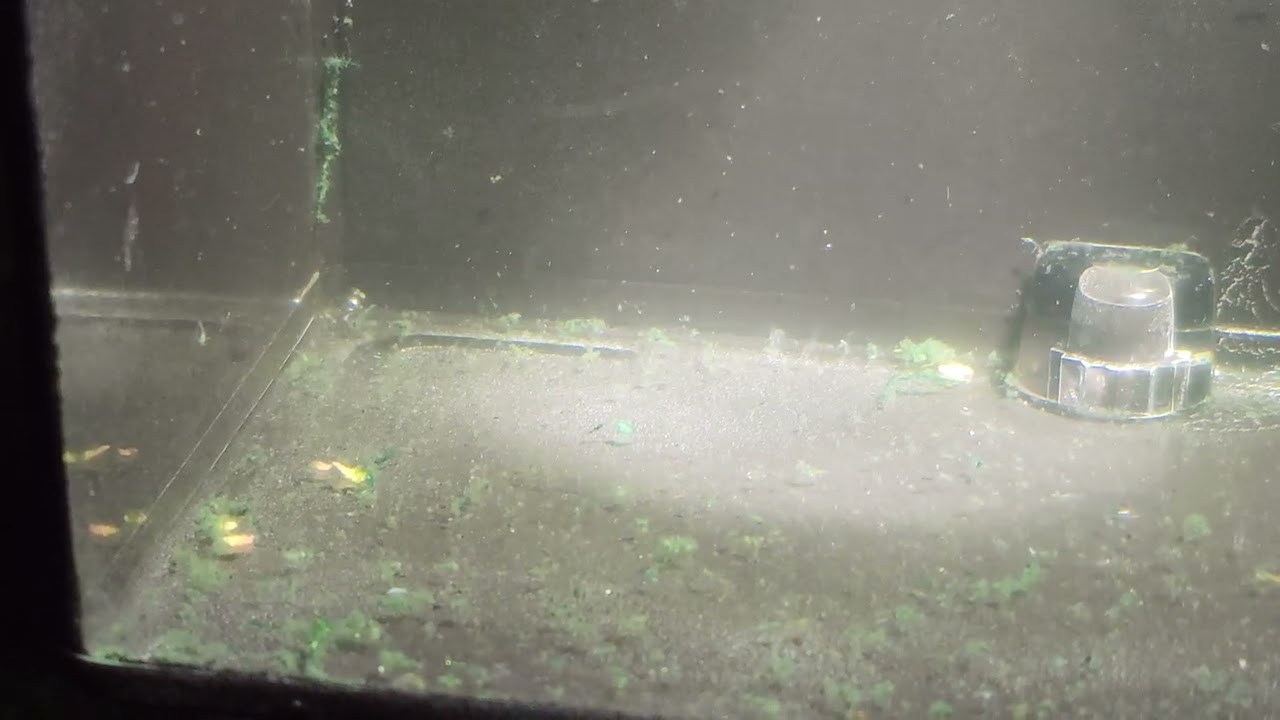 Closer look at cardinal tetra and lemon tetra 2 day old fry filmed in 8k in a breeder box
