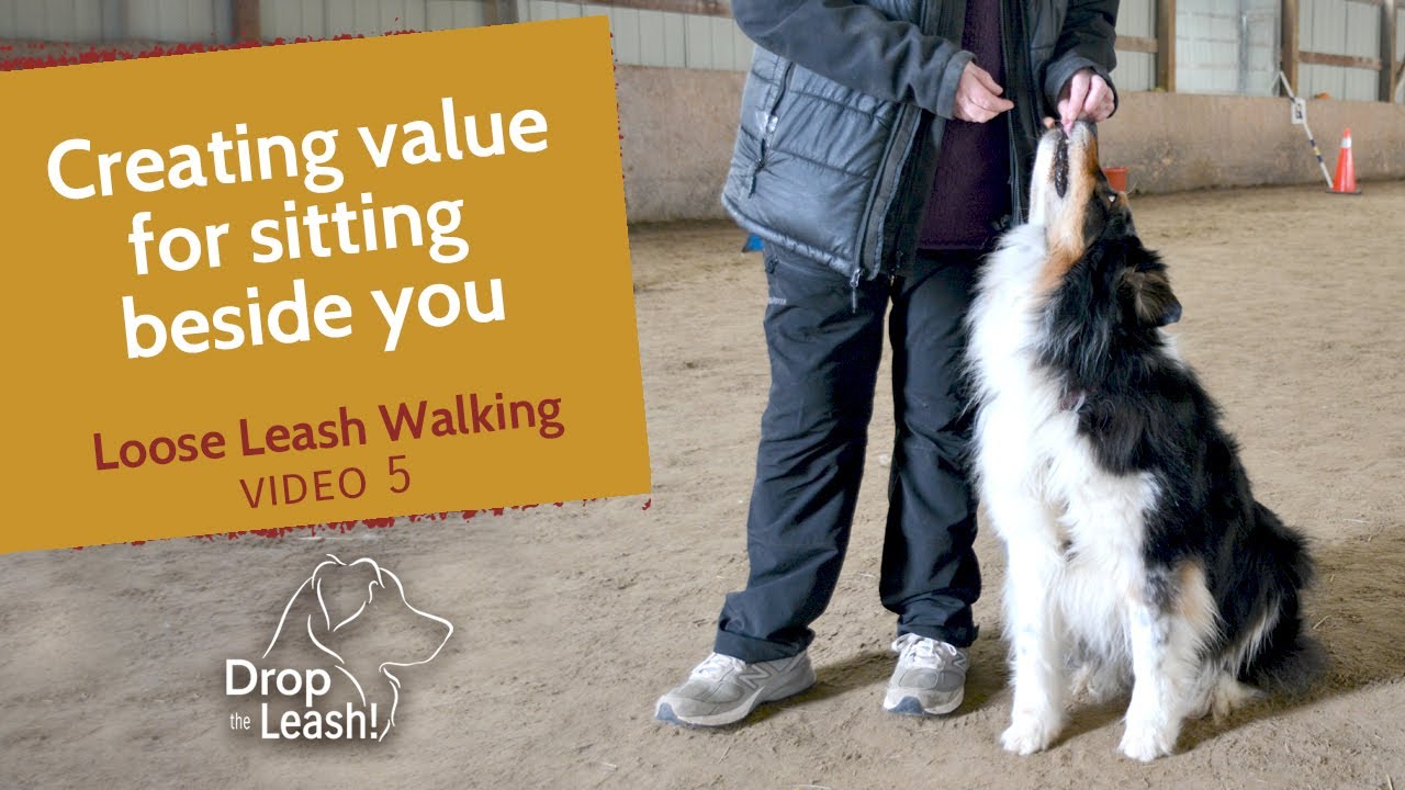 Loose Leash Walking Training - Positive Reinforcement - Creating value for sitting beside you