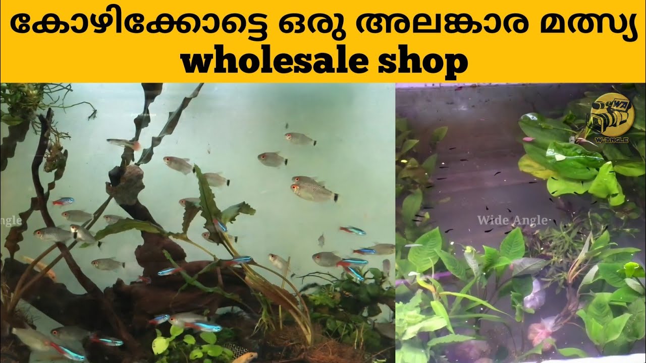 അലങ്കാര മത്സ്യങ്ങൾ വിലക്കുറവിൽ😱  | ornamental fishes, guppies, gold fish, fish food, aquarium