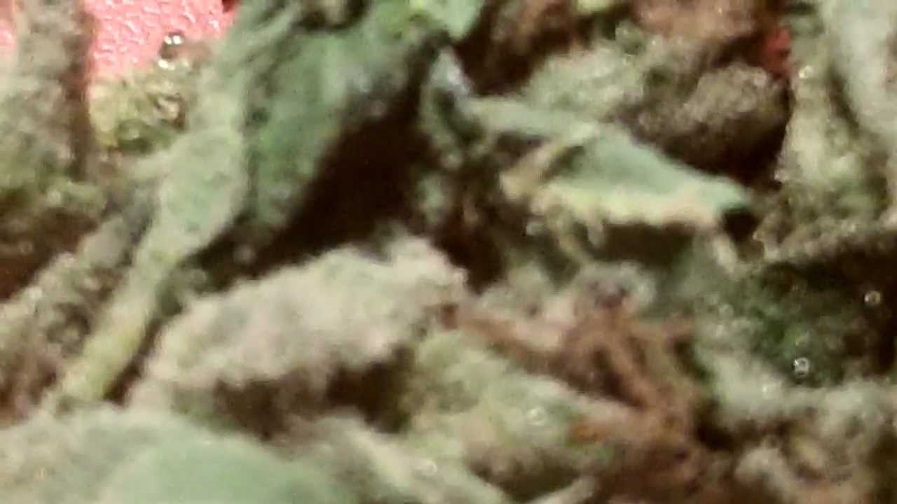 Cannabis bud in HD (AK-47 strain)