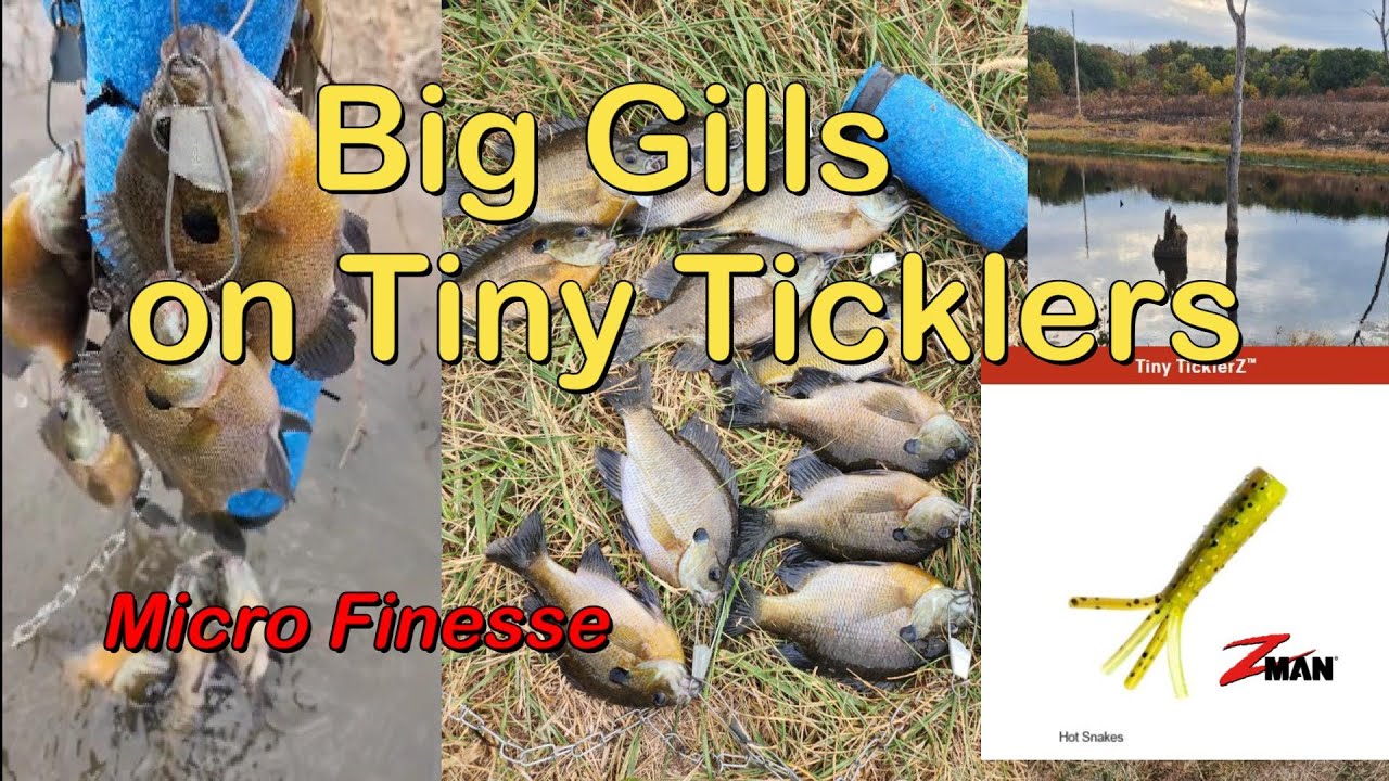 Big Bluegills on Z-Man Micro Finesse Tiny TicklerZ ( Hot Snakes)
