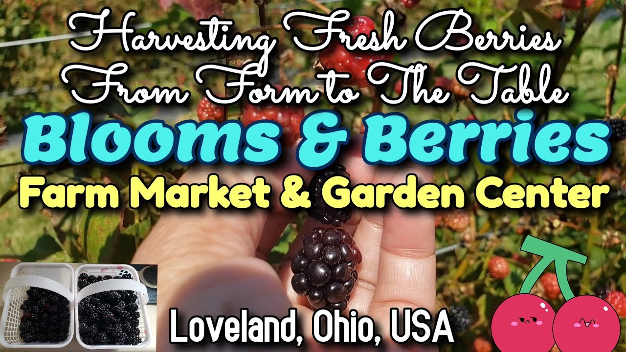 A Visit to Blooms & Berries Farm, Farm Market, Garden Center, Loveland Ohio USA & Harvesting Barries
