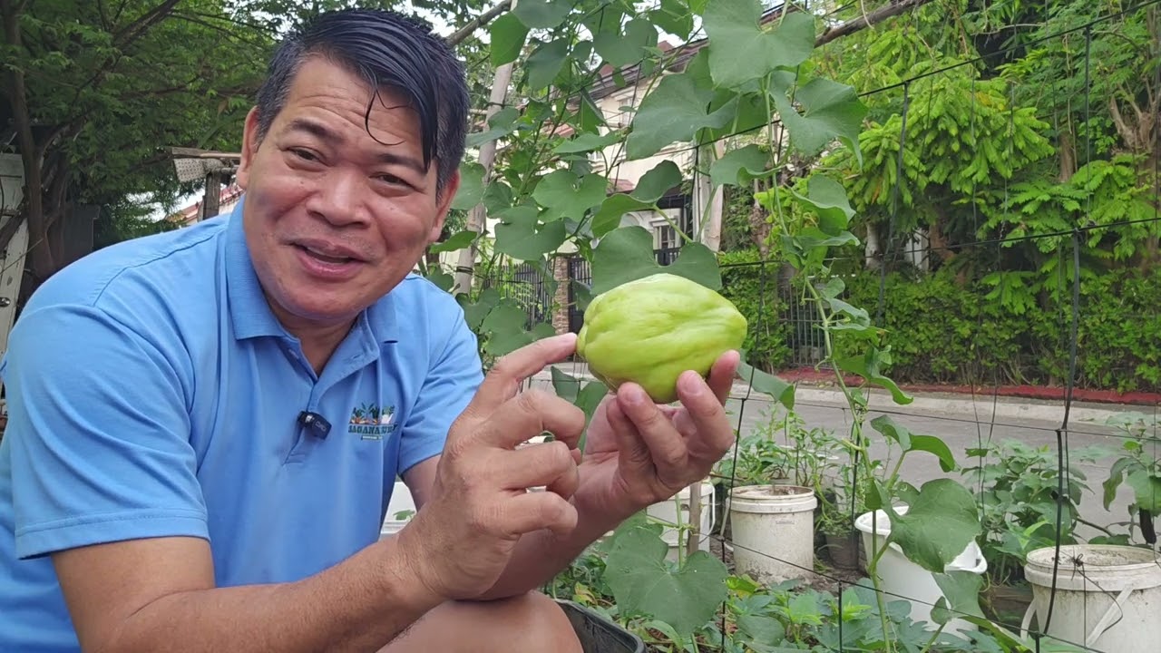 SAYOTE SA PALANGGANA KO ITINANIM #gardening #agriculture #farming #nice