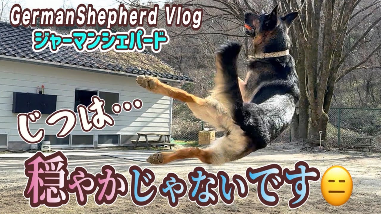 実は、うちのシェパードのしつけは簡単じゃない😑動画では伝えきれない本当の姿【ジャーマンシェパード】