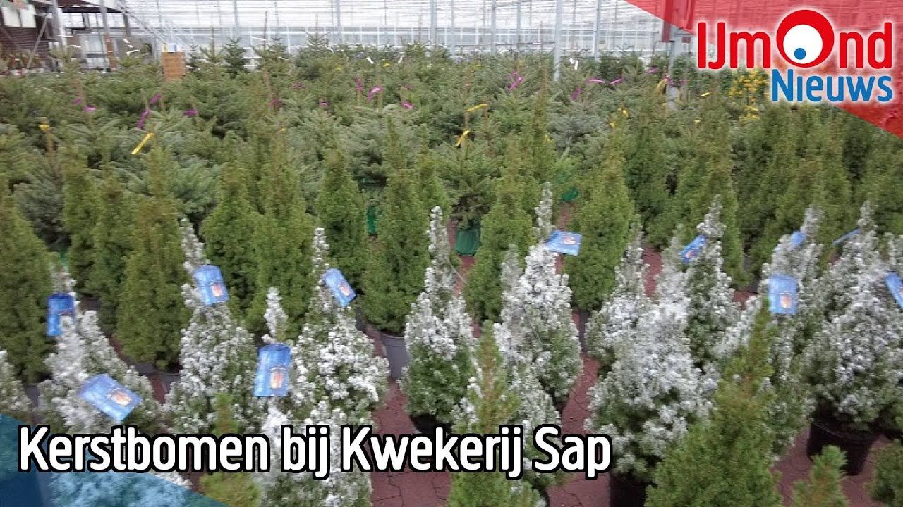 Kerstbomen bij Kwekerij Sap