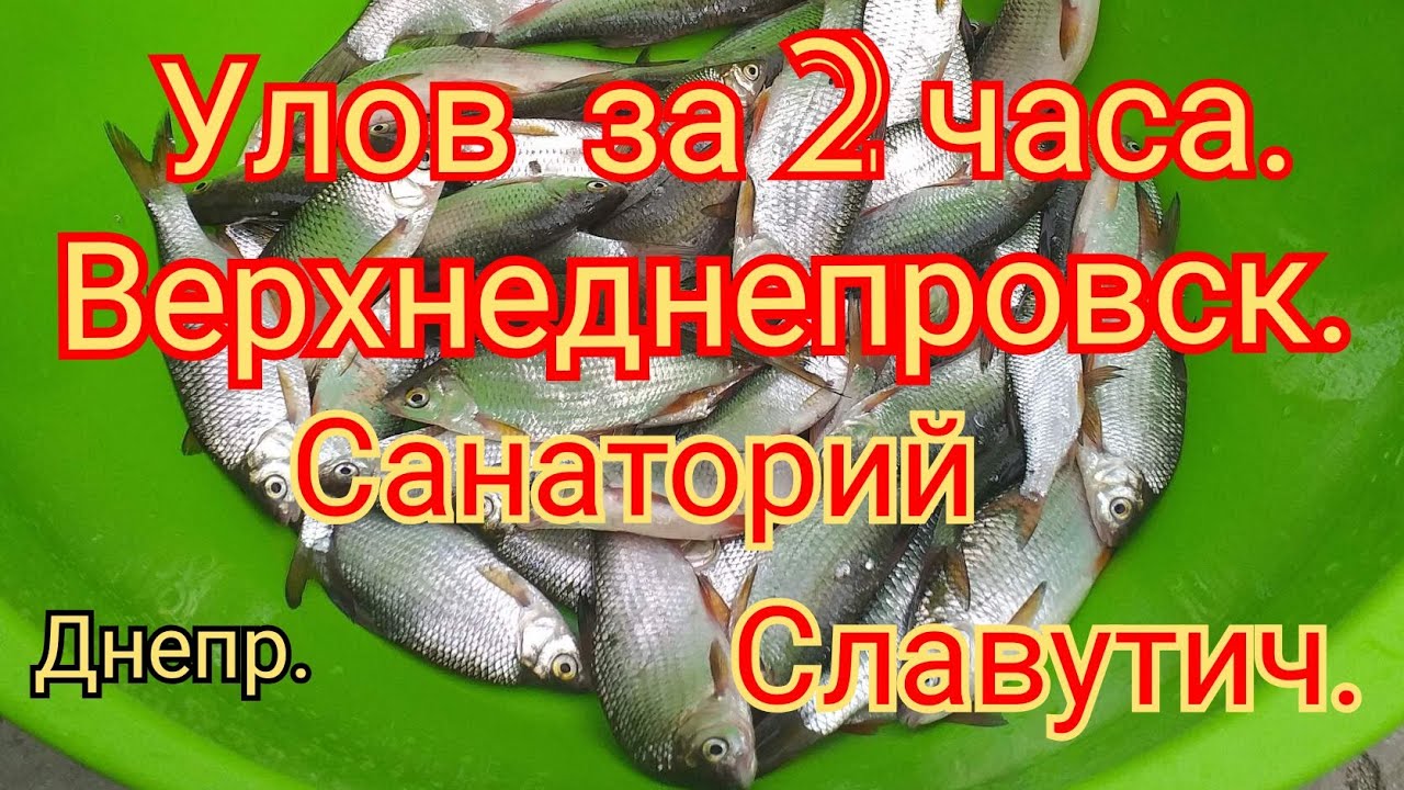 ПЛОТВА ОСЕННЯЯ ВЕРХНЕДНЕПРОВСК РЫБАЛКА ВОЗЛЕ САНАТОРИЯ СЛАВУТИЧ.