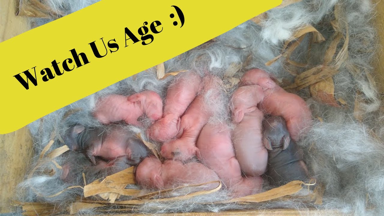 Time Lapse - Rabbit Nest Building to Baby Bunnies Day 34