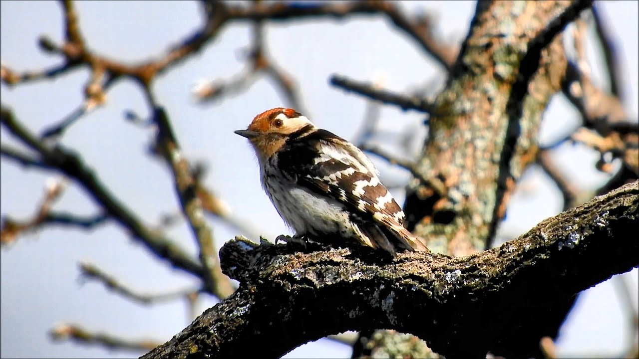 Pico menor (Dryobates minor) Lesser Spotted Woodpecker