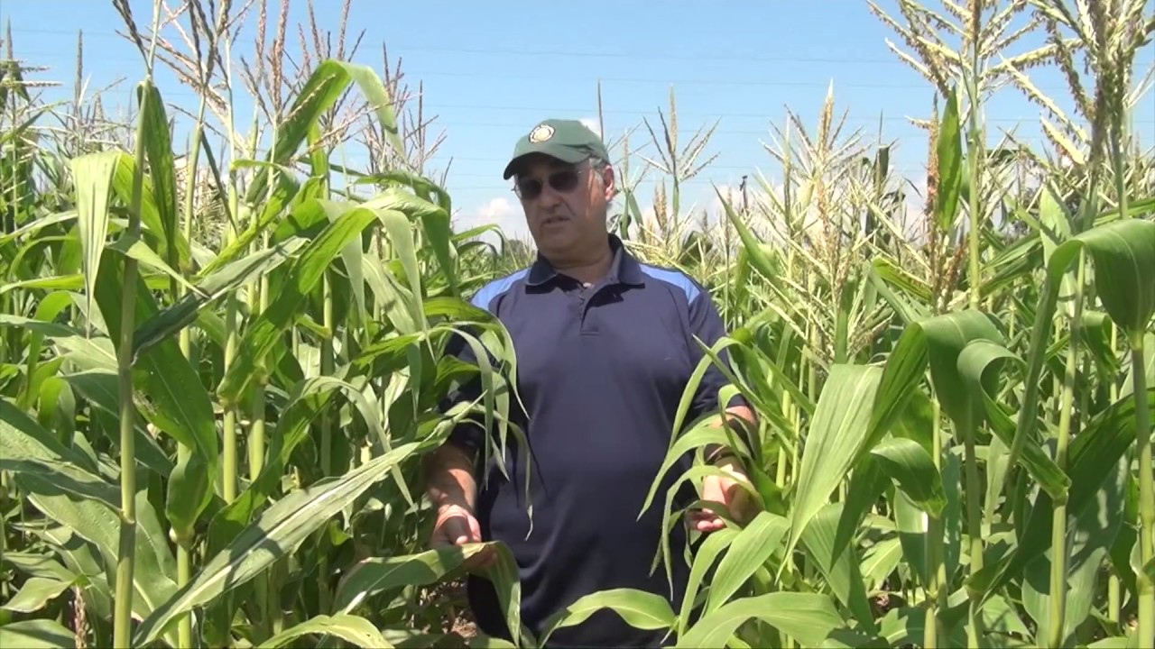 Corn School -  NCLB Genetics