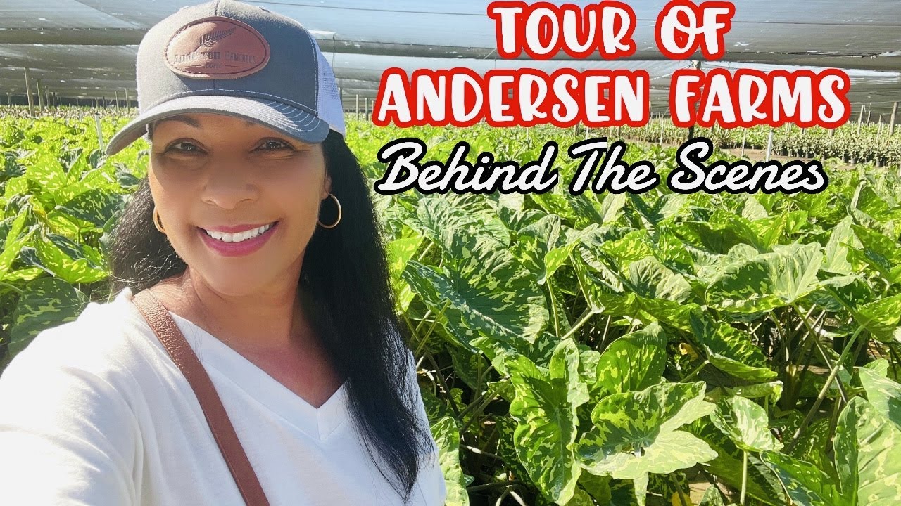 Tour of Andersen Farms || Behind the Scenes || 90 Acres of Foliage and Growing