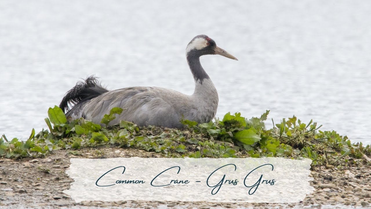 COMMON CRANE ON NEST | GRUS GRUS | WWT SLIMBRIDGE, UK