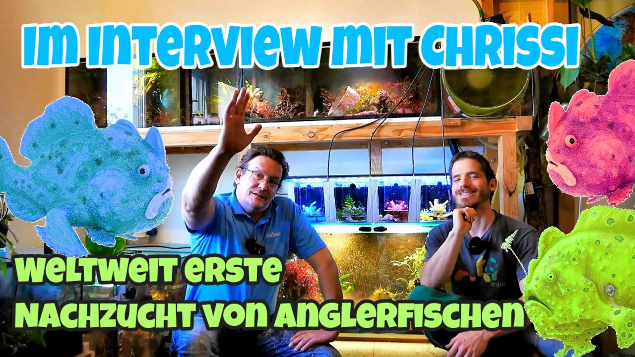 📢 Im Interview mit Chrissi ⭐ Erste weltweit gegl&uuml;ckte Frog Fish Nachzucht wir zeigen euch die Zucht⭐
