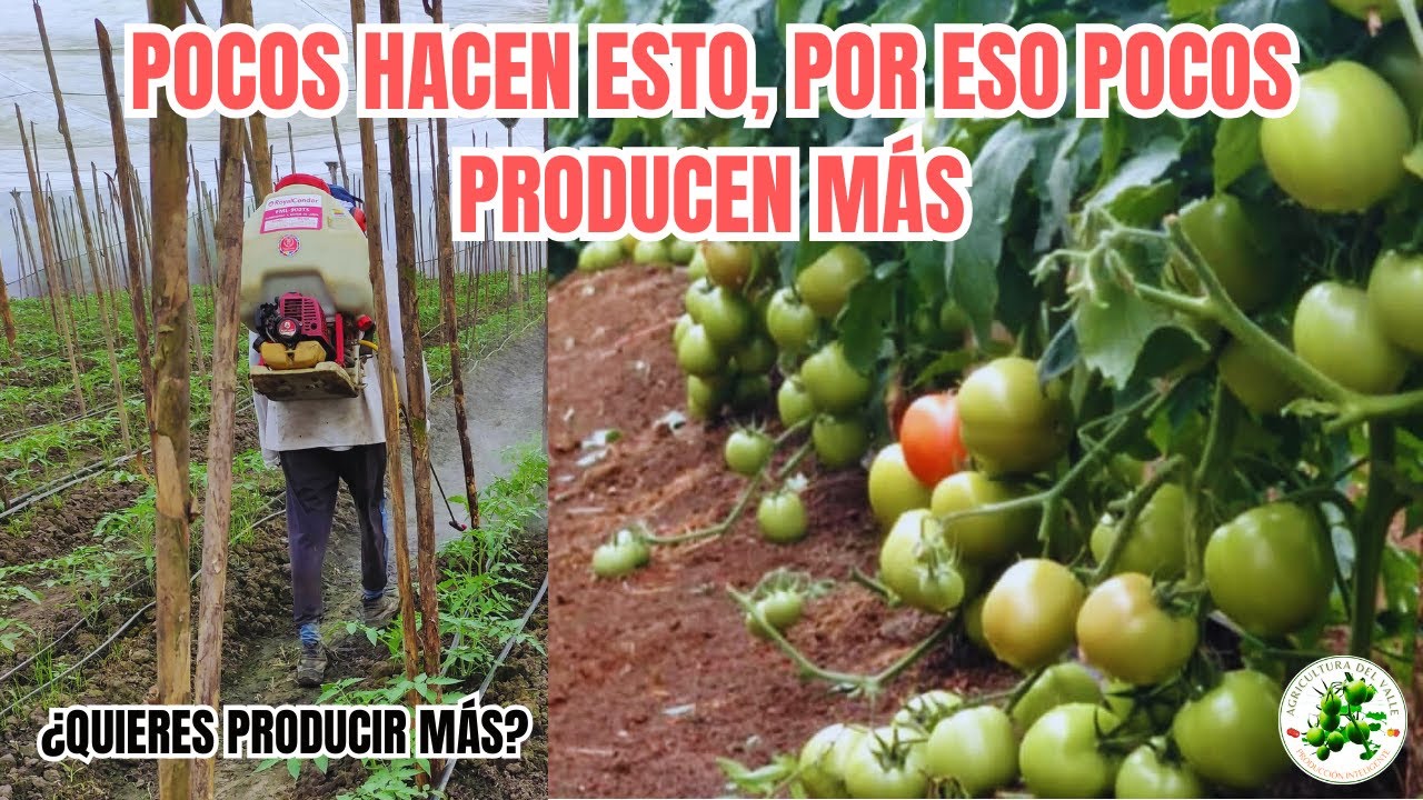 Todos deberían conocer esta técnica para tener un CULTIVO EXCELENTE (Fácil).