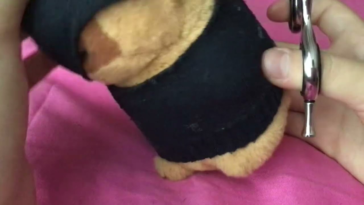 Cómo hacer ropa a tu capybara 🦦😀