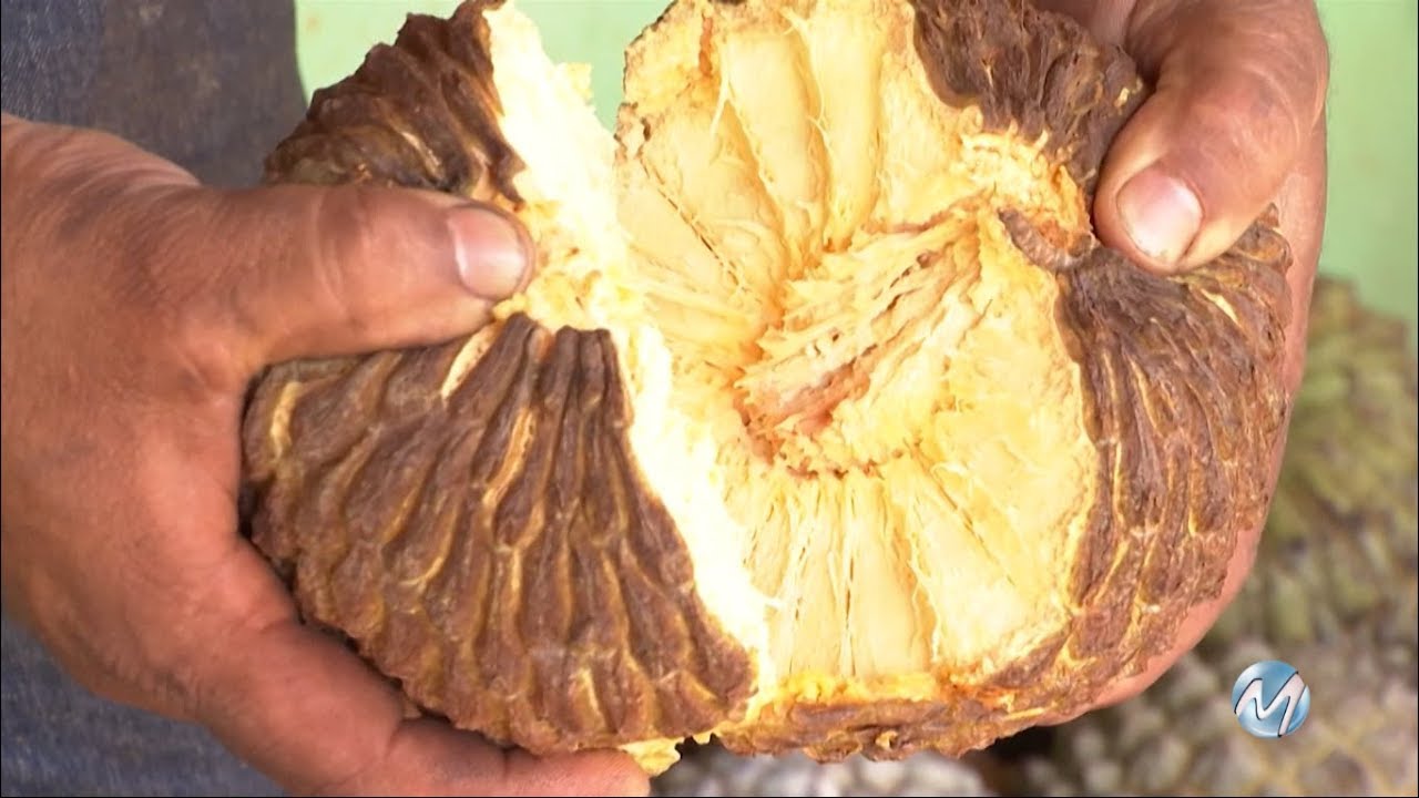 MAROLO AFRODIS&Iacute;ACO | Cultivo da fruta que movimenta a economia e desperta curiosidades
